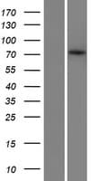 ZBTB1 Protein (Over-Expression Lysate Myc-DDK (Flag))