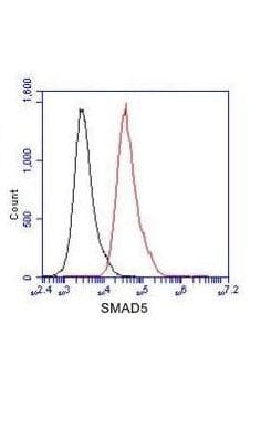 SMAD5 Antibody
