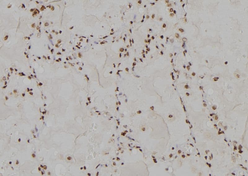 USP13 Antibody