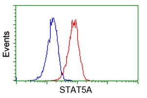 STAT5A Antibody (clone OTI1H9)
