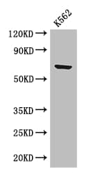 BTRCP / BETA-TRCP Antibody