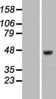FAM53C Protein (Over-Expression Lysate Myc-DDK (Flag))