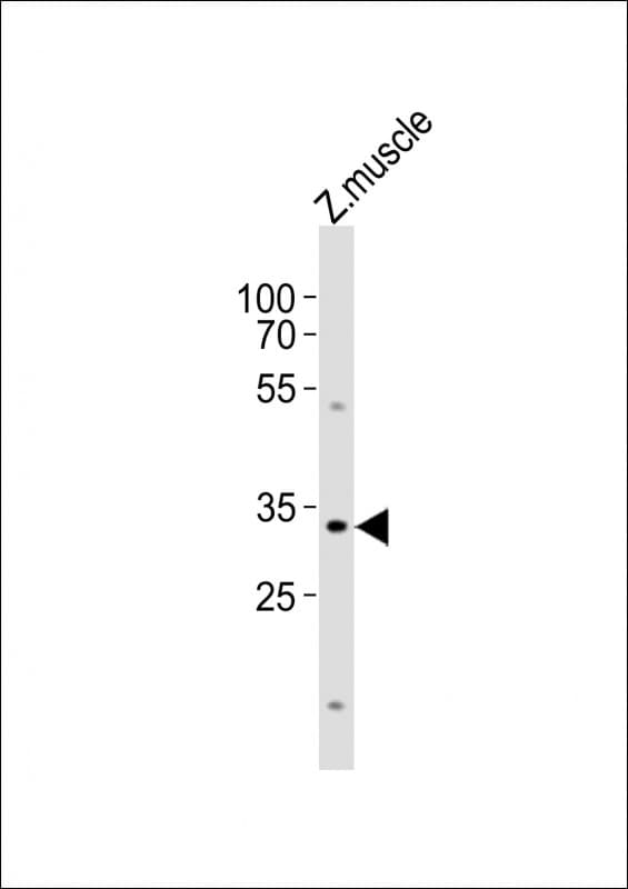 BHLHA9 Antibody (aa51-82)
