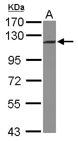 INTS5 Antibody (C-Terminus)