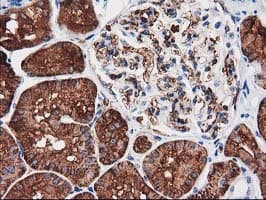 AQP1 / Aquaporin 1 Antibody (clone OTI2D10, Carrier-free)