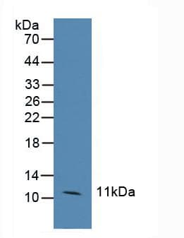 Ccl6 Antibody (aa21-115, Biotin)