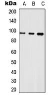 NLGN1 / Neuroligin 1 Antibody (Internal)