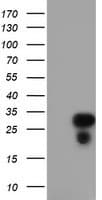 RGS16 Antibody (clone OTI4C9, Carrier-free)
