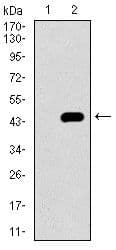 HIWI2 / PIWIL4 Antibody (Amino Acid: 304-434, clone 10G9B11)
