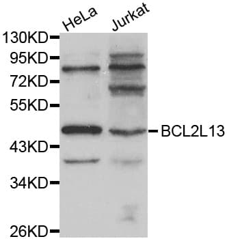 Polyclonal Rabbit anti-Human BCL2L13 / Bcl Rambo Antibody (IHC, IF, WB)