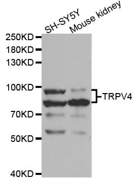 TRPV4 Antibody