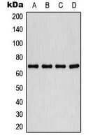 PLK1 / PLK-1 Antibody (phospho-Thr210)