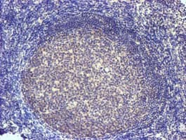 SLFNL1 Antibody (clone OTI1G2, Carrier-free)