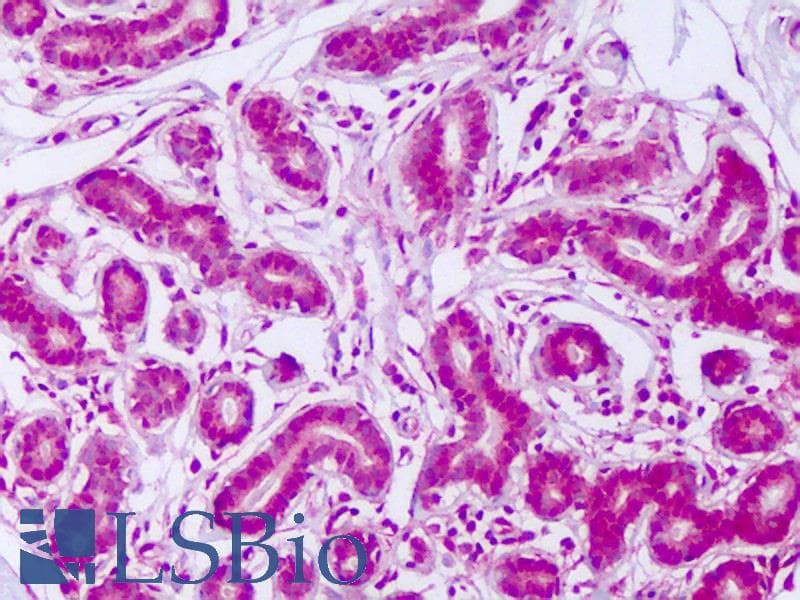 MYBL2 Antibody (N-Terminus)