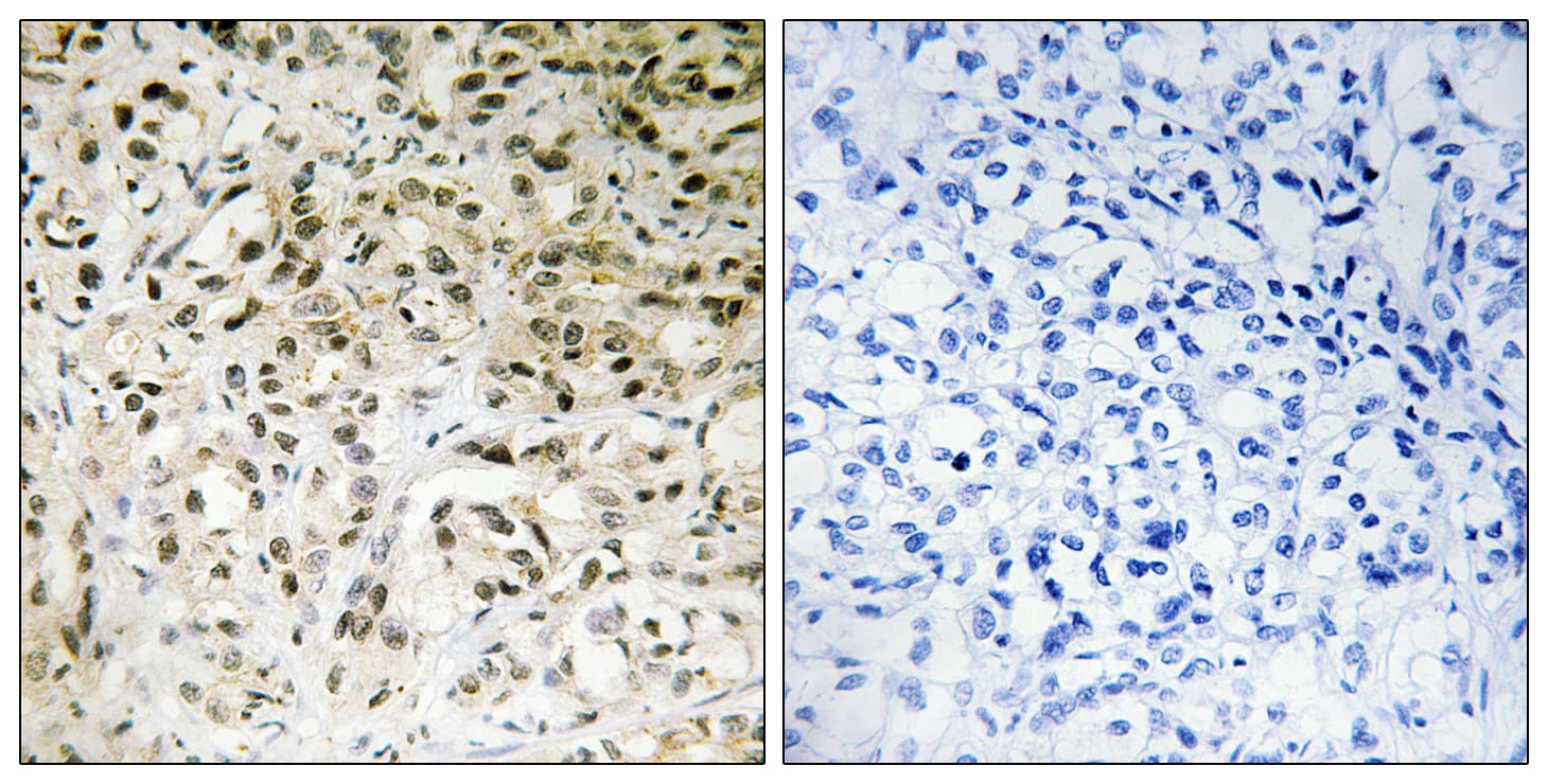 TAF5 Antibody (aa381-430)