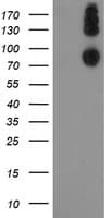 P3H1 / LEPRE1 Antibody (clone OTI1C4)