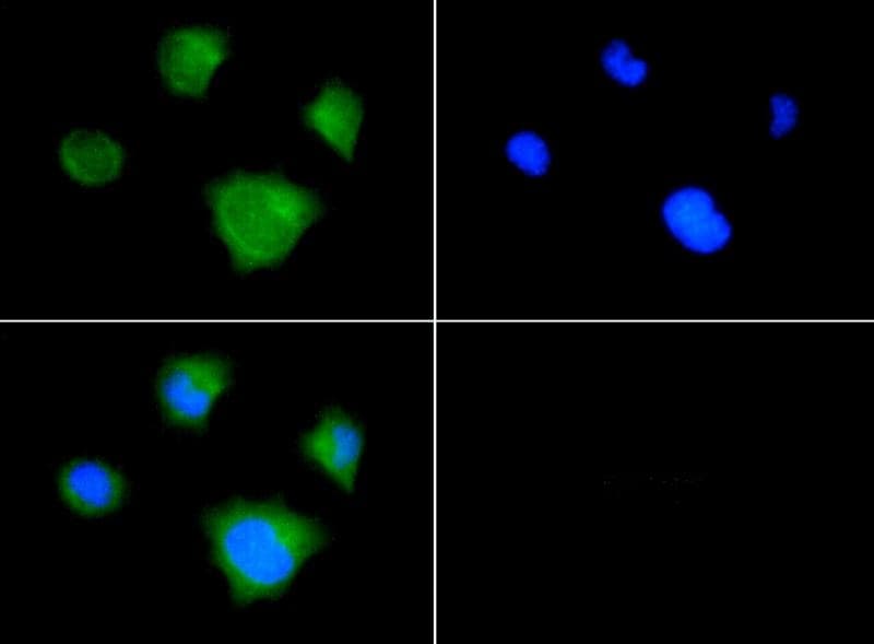 MAP1LC3A / LC3A Antibody