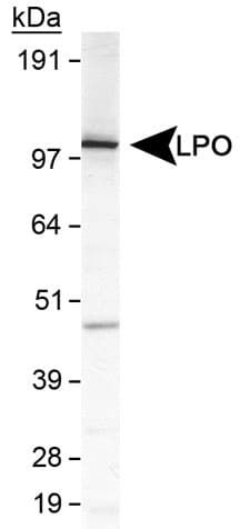 LPO / Lactoperoxidase Antibody (aa650-712)