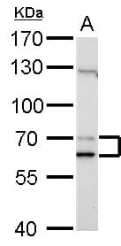 LMNA / Lamin A+C Antibody (aa59-572)