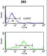 IHC-plus™ Polyclonal Rabbit anti-Human TNPO1 / Transportin 1 Antibody (aa47-74, IHC, WB)