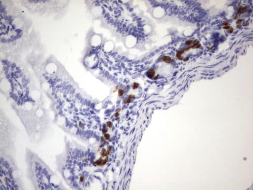 IdU / Iododeoxyuridine Antibody (clone 14D12)