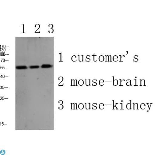 PLD4 / Phospholipase D4 Antibody