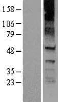 Human KCNJ8 / Kir6.1 Protein (Over-Expression Lysate Myc-DDK (Flag))