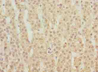MFSD1 Antibody