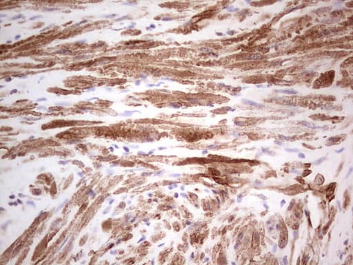 DMN / Desmuslin / Synemin Antibody (aa329-580, clone OTI7A9, Carrier-free)