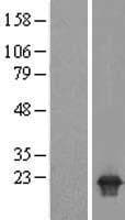 DESI1 / PPPDE2 Protein (Over-Expression Lysate Myc-DDK (Flag))