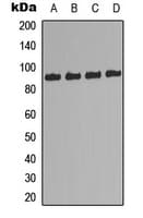 RPS6KA5 / MSK1 Antibody (Internal)