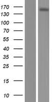 ABCC10 Protein (Over-Expression Lysate Myc-DDK (Flag))