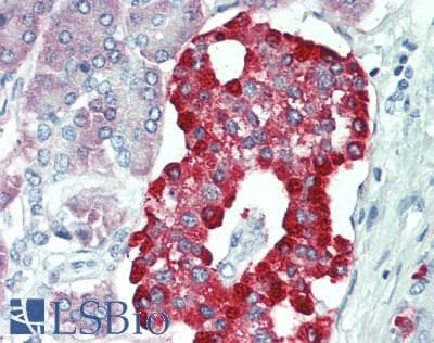 IHC-plus™ ERO1LB Antibody (aa266-293)