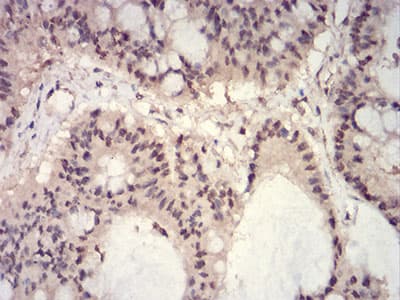 HIST2H3C Antibody (clone 2D7B3)