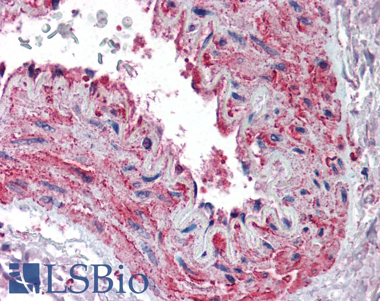 IHC-plus™ ACTB / Beta Actin Antibody (aa350-375)