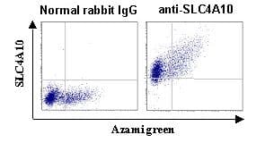 Polyclonal Rabbit anti-Human SLC4A10 Antibody (IHC)