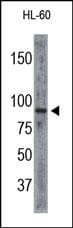 EIF3B Antibody