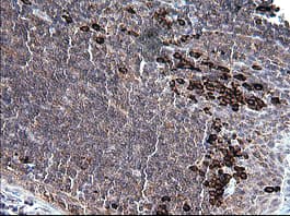 CD163 Antibody (clone OTI1D5)