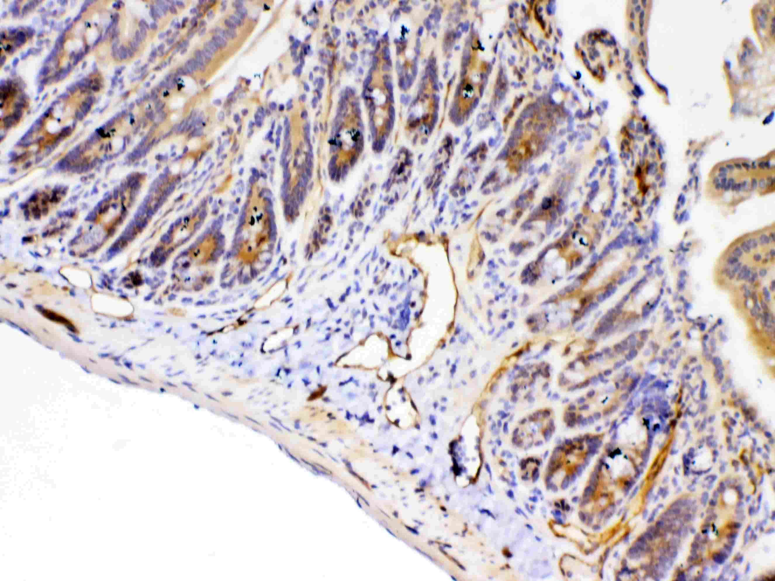 PPID / Cyclophilin D Antibody