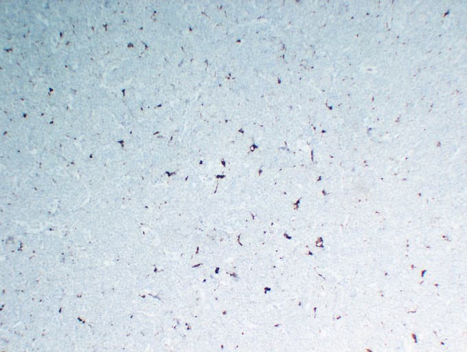 CD68 Antibody (clone ABT-CD68)