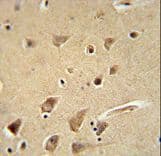 GPC5 / Glypican 5 Antibody (aa56-84)