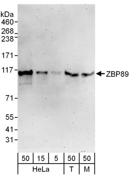 Polyclonal Rabbit anti-Human ZNF148 / ZBP-89 Antibody (aa744-794, WB)