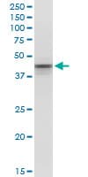 POU5F1 / OCT4 Antibody (clone 1D2)