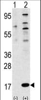 FAU / Fub1 Antibody (aa1-30)