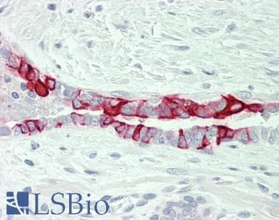 AVPR1B Antibody (aa265-314)