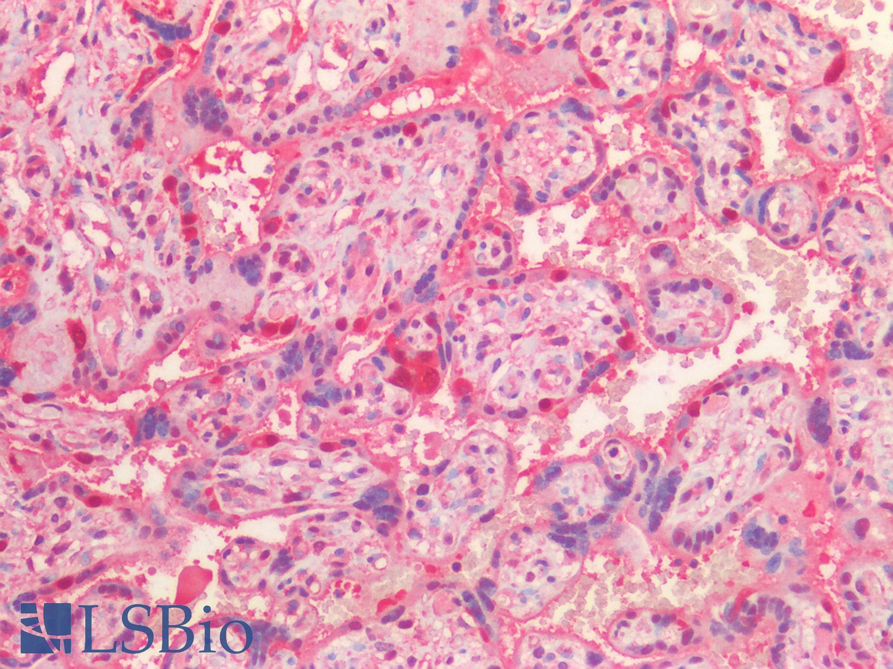 IHC-plus™ VCP Antibody (Internal Region)
