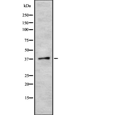TAAR6 Antibody