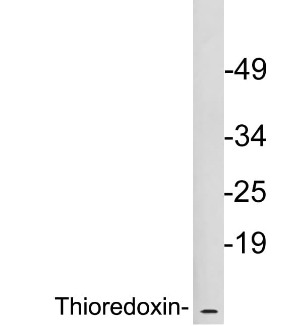 Polyclonal Rabbit anti-Human TXN / Thioredoxin / TRX Antibody (aa49-98, WB)