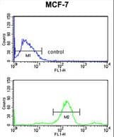 TIP49 / RUVBL1 Antibody