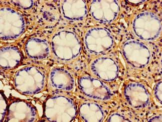 HAAO Antibody